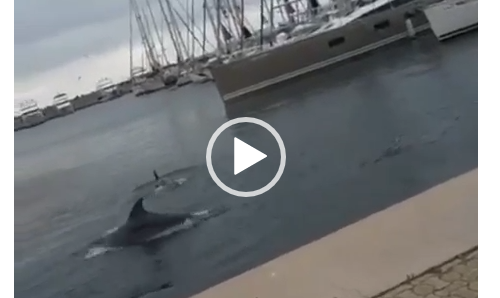 Delfini nel Porto di Ischia: il video
