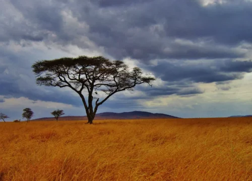 Tanzania: Parchi e Riserve da Nord a Sud